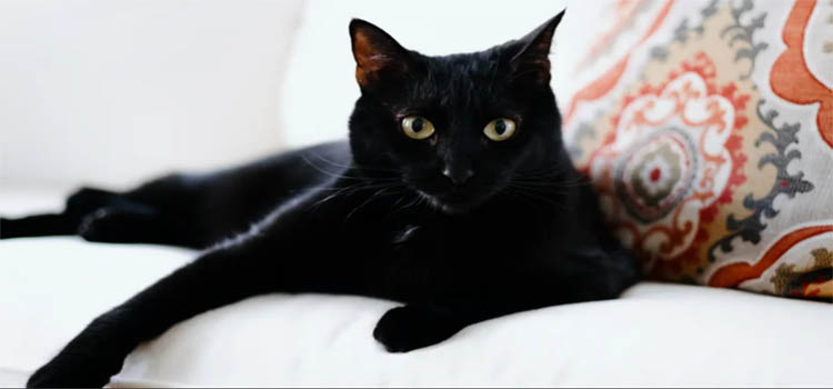 Facts About Black Cats You Probably Didn’t Know