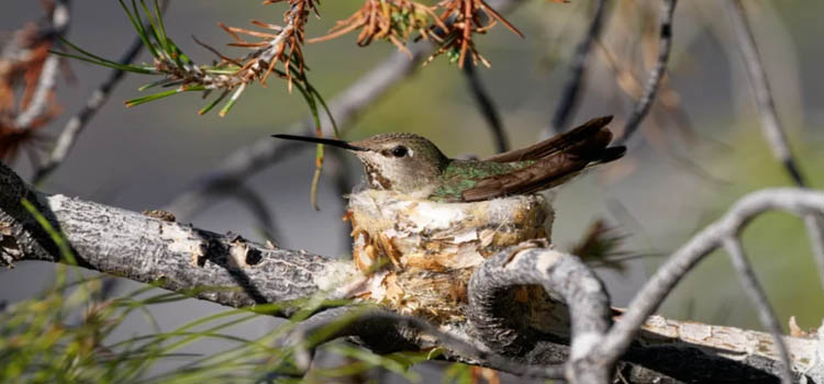 Tips For Spotting A Hummingbird’s Nest In The Garden