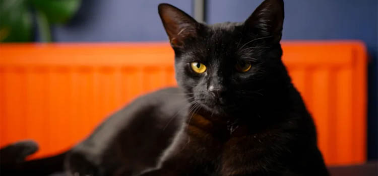 Black Cats