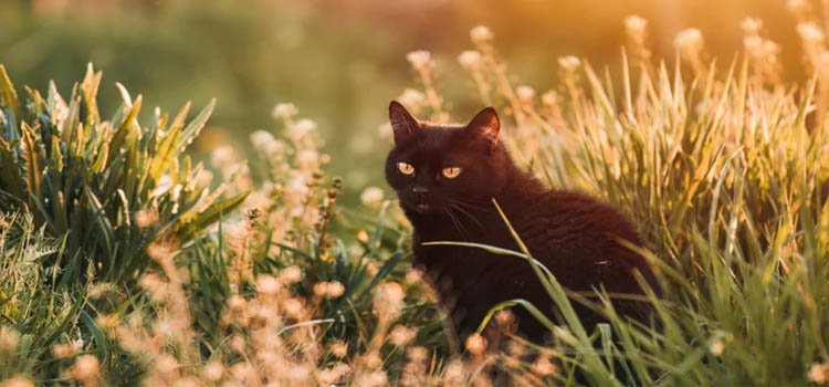 Black Cats