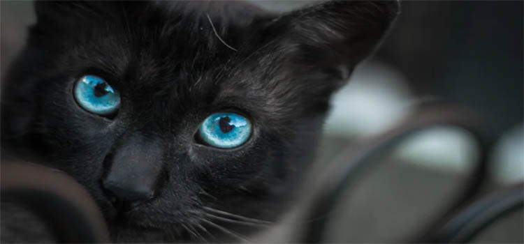 Black Cats