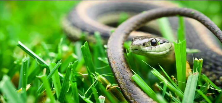 Attract Snakes