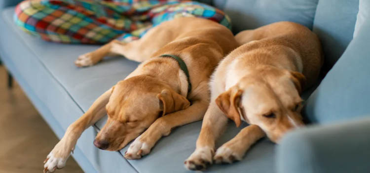Dog Sleeps With You