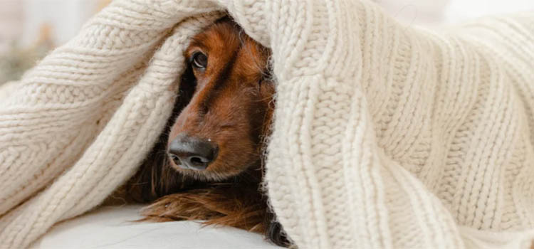 Dog Sleeps With You
